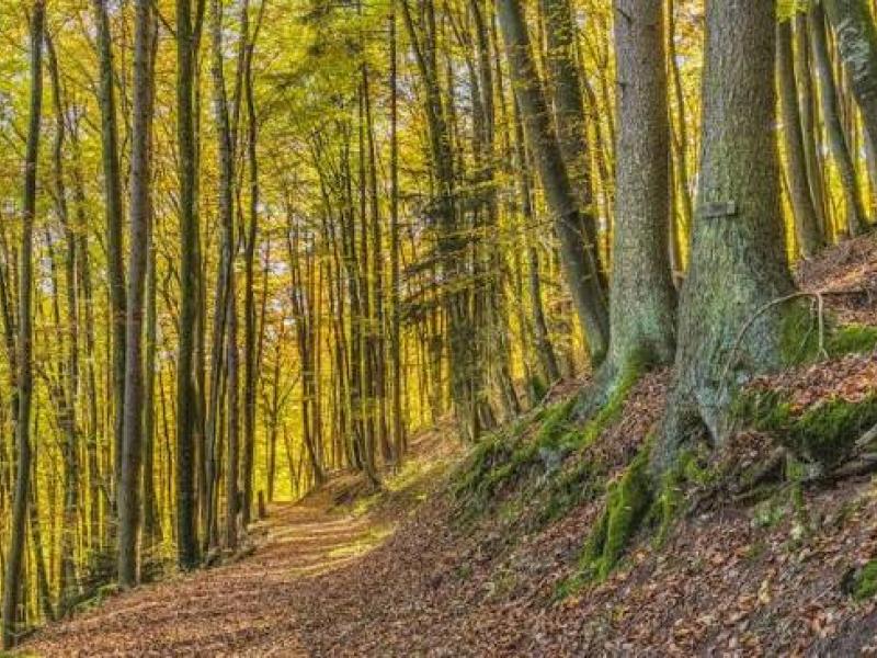 foresta